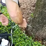 Why Newly Planted Trees Can Fail During the Rainy Season in Florida