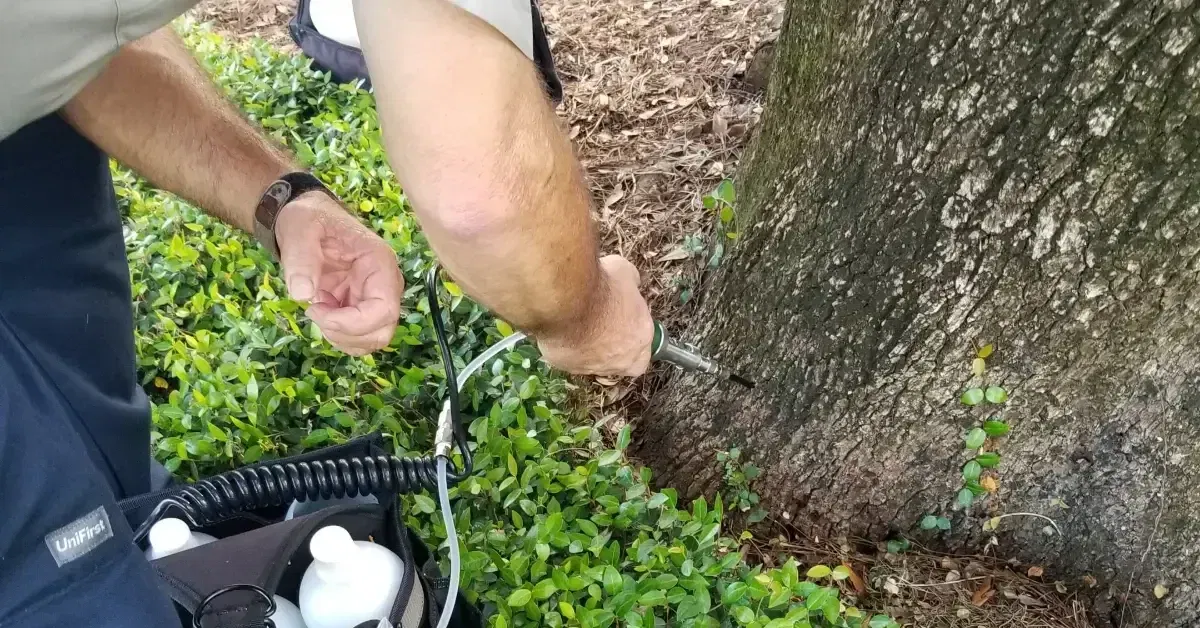 Why Newly Planted Trees Can Fail During the Rainy Season in Florida