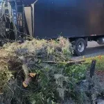 Does Insurance Cover Tree Removal After Storm Damage in Jacksonville, FL?