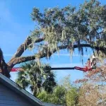 5 Common Tree Problems in Jacksonville and How a Tree Service Can Fix Them