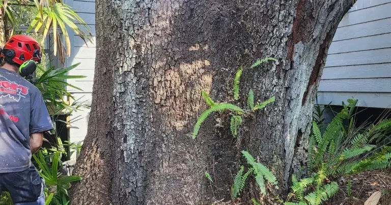 Tree service crew from Bushor’s Tree Surgeons working in Orange Park, FL