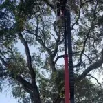 Dead branches hanging high in a canopy.