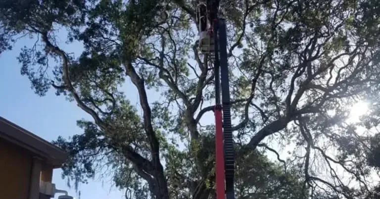 Dead branches hanging high in a canopy.