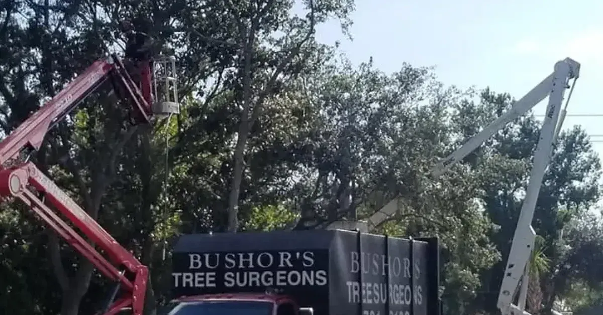 Tree care crew trimming a large live oak in Mandarin, Jacksonville FL