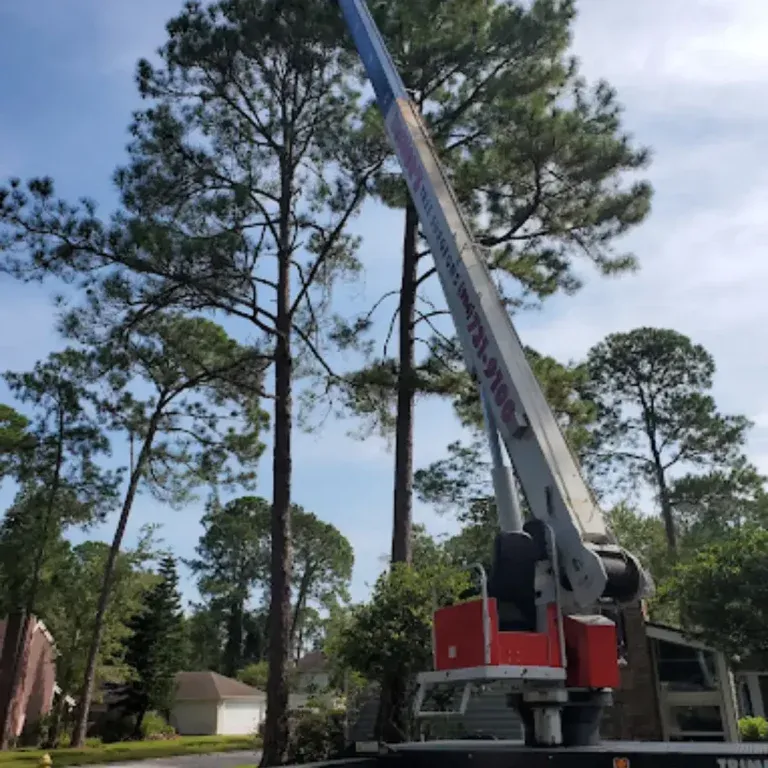 Certified arborist providing tree service in Jacksonville Beach, FL