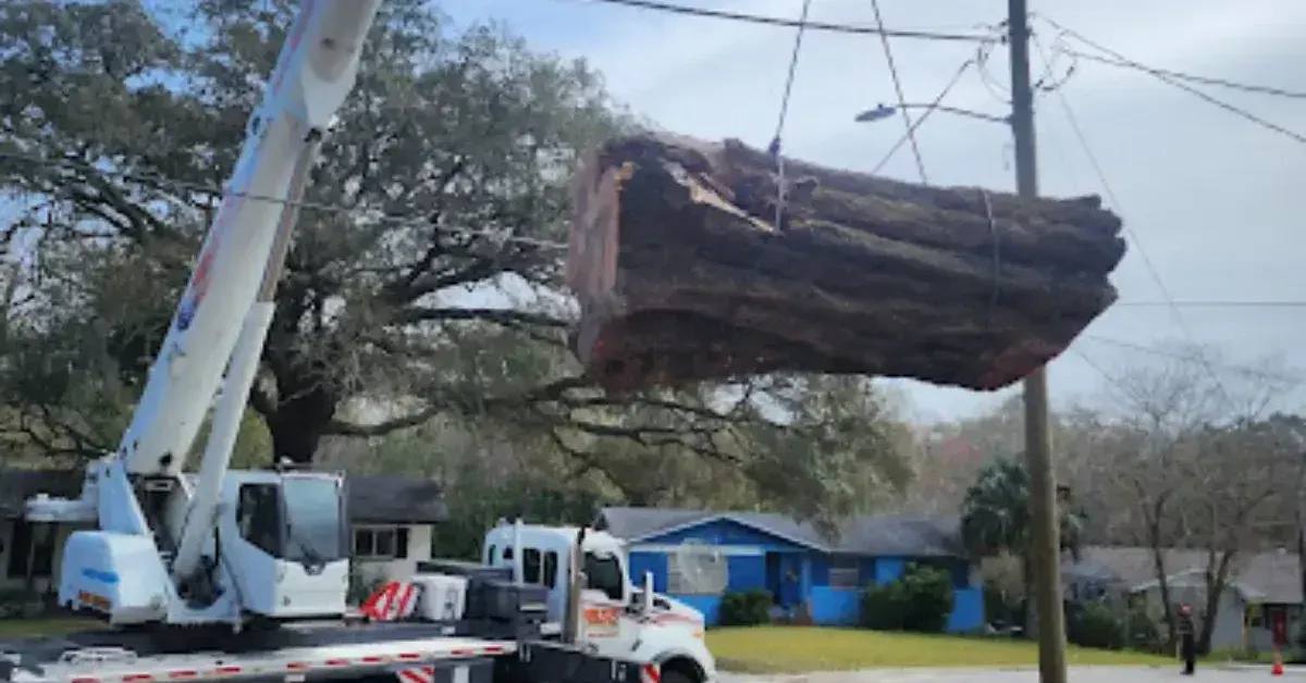 Tree Removal Jacksonville, FL