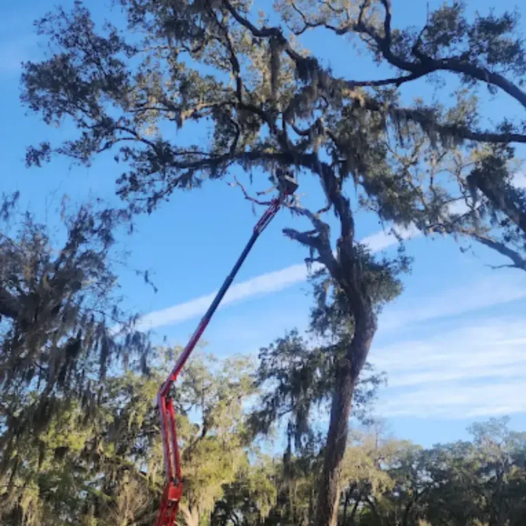 Arborist examining a damaged tree that needs removal in a Jacksonville residential yard