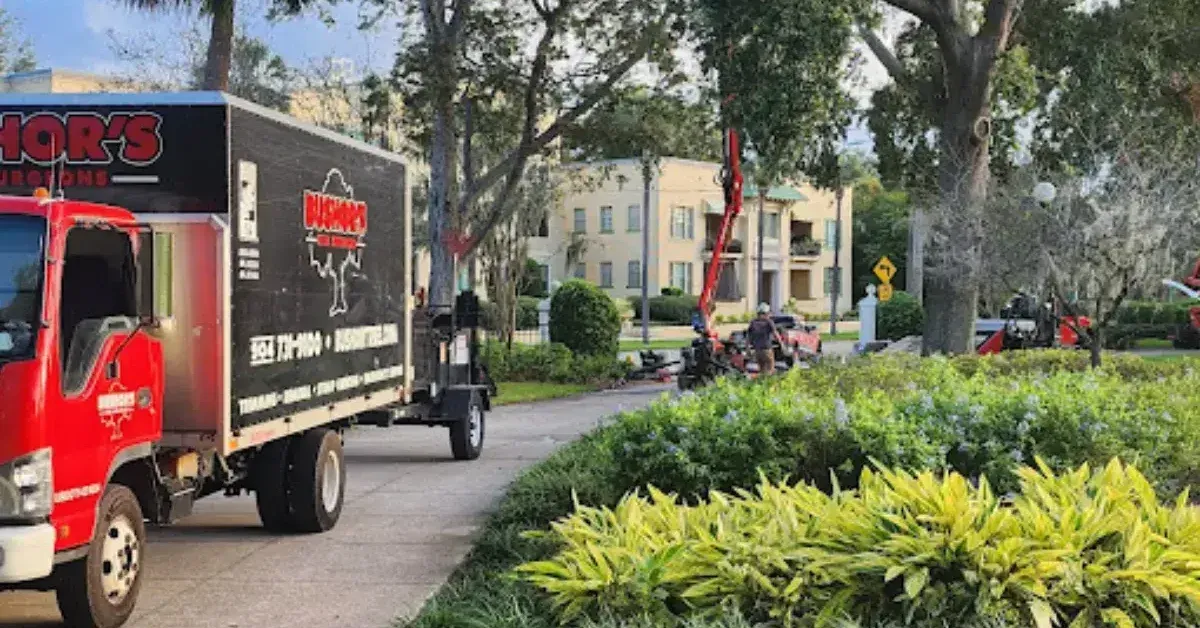 Certified arborist examining a partially decayed tree to determine if removal is needed