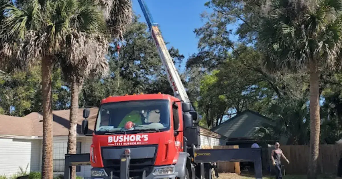 Certified arborist providing tree service in Jacksonville Beach, FL