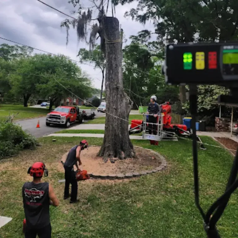 Bushor's Tree Surgeons has over 60 years of experience handling tree removal in St. Johns. Call now for a free estimate.