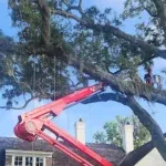 Professional arborist removing fallen tree after storm damage in Jacksonville neighborhood