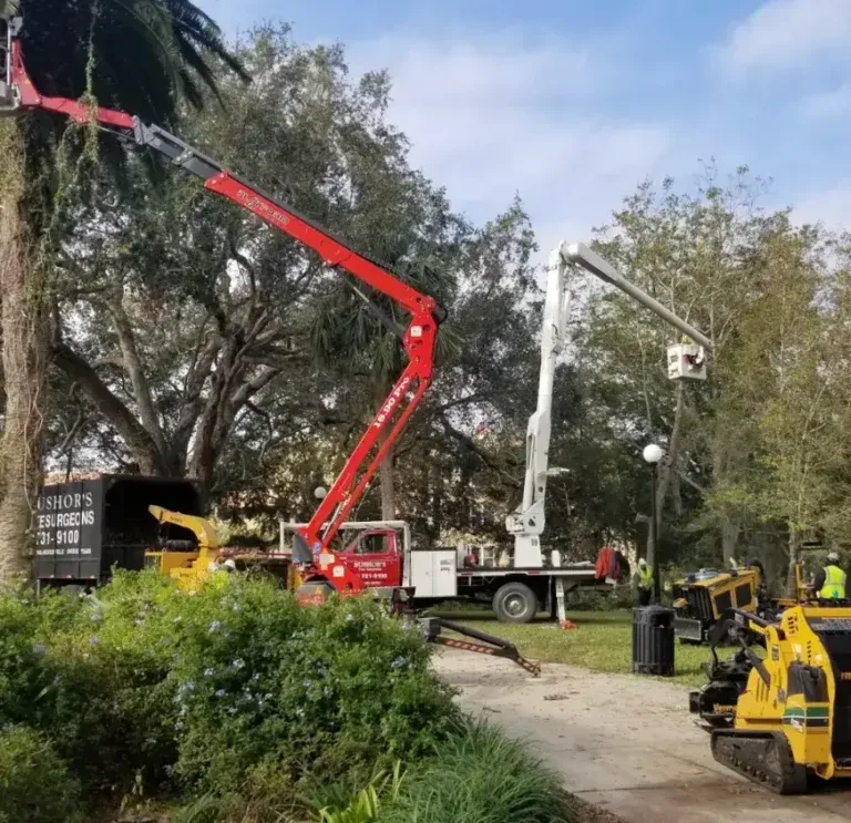 Bushor’s Tree Surgeons - Tree Trimming & Pruning Services