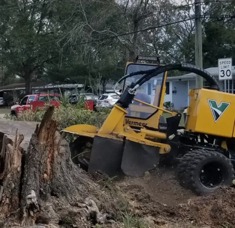Bushor’s Tree Surgeons stump grinding after tree removal in Jacksonville FL