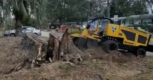Safe and efficient tree stump removal in Jacksonville, Ponte Vedra, and Northeast Florida
