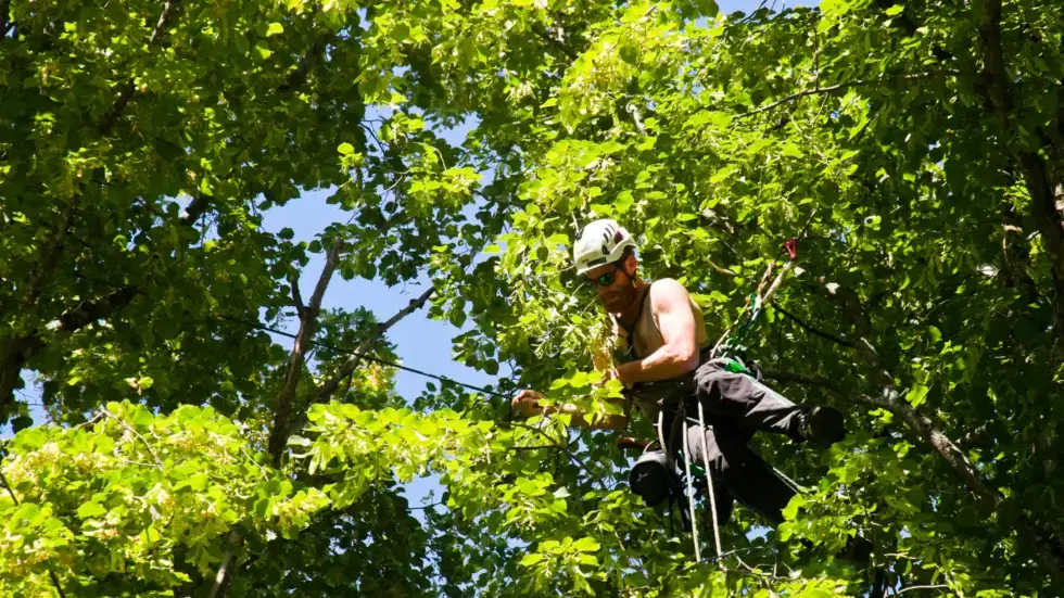 Maintain Thriving Trees in Jacksonville, FL with These 10 Tips