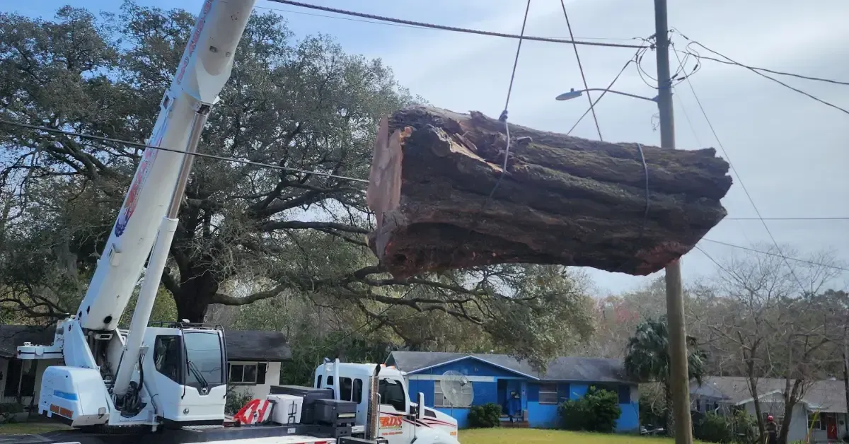 Crane-assisted tree removal at a residential property