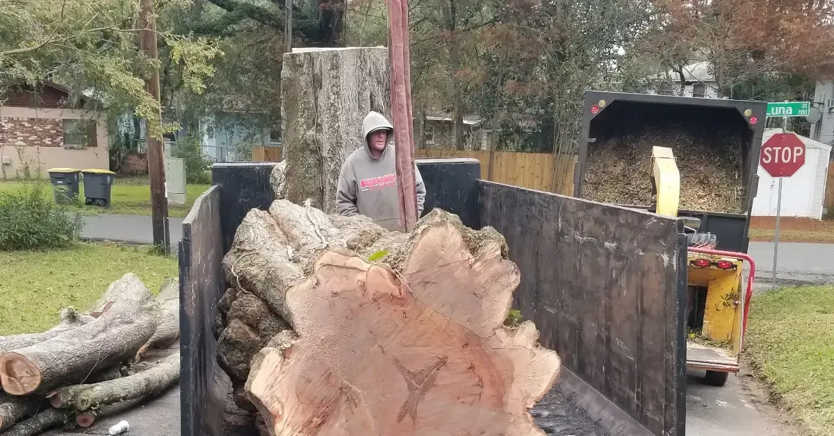 Dead tree removal to protect property in St. Johns