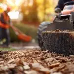 Stump Removal Near Me in Jacksonville, FL