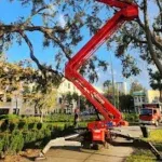 Arborist examining a damaged tree that needs removal in a Jacksonville residential yard