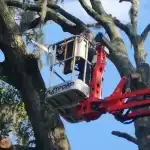 Tree trimming in Jacksonville, FL being performed by a professional arborist