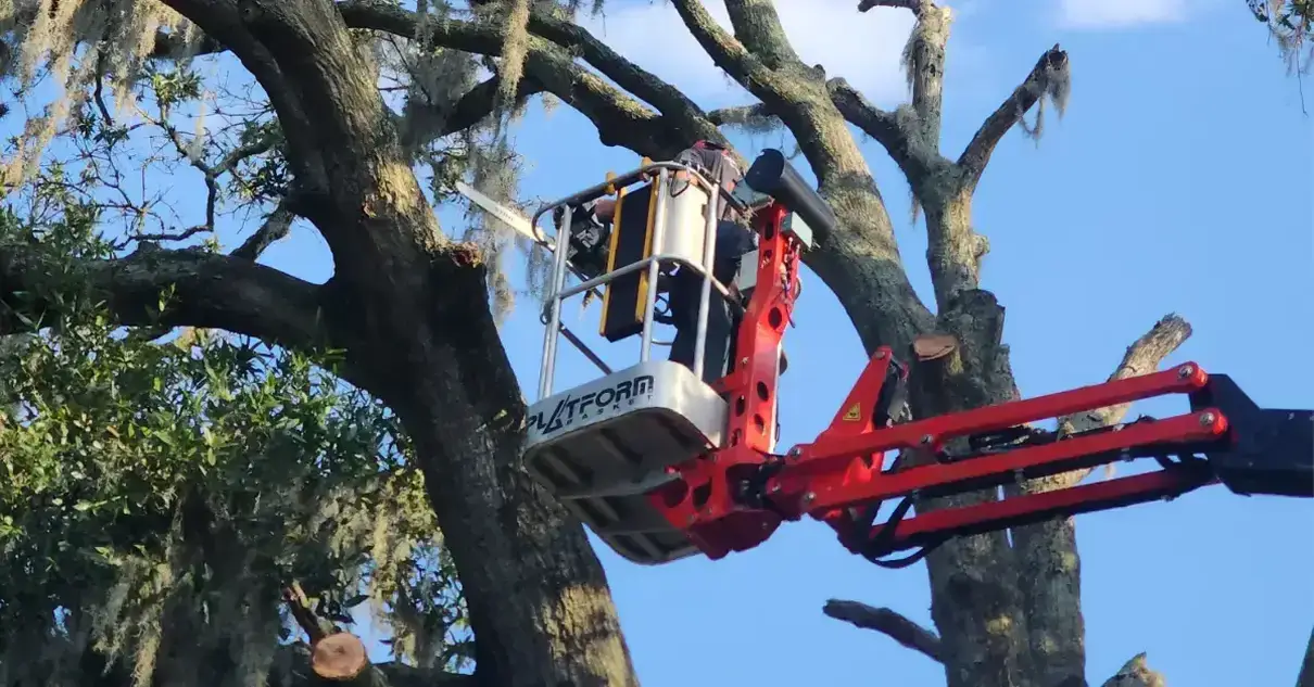 Tree trimming in Jacksonville, FL being performed by a professional arborist