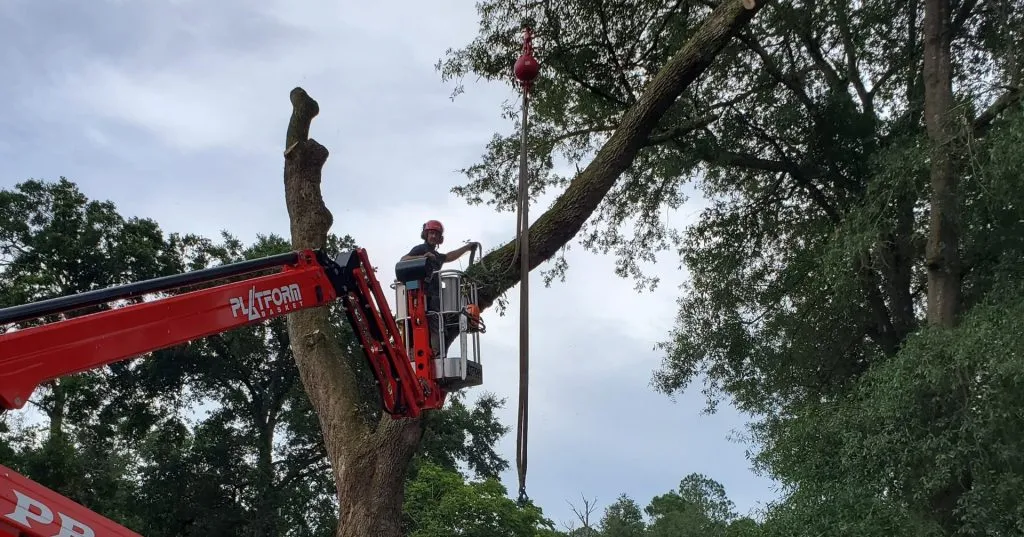 Tree Cabling & Bracing