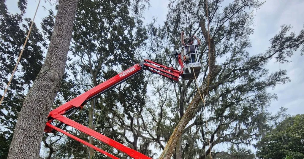 Tree Trimming & Pruning