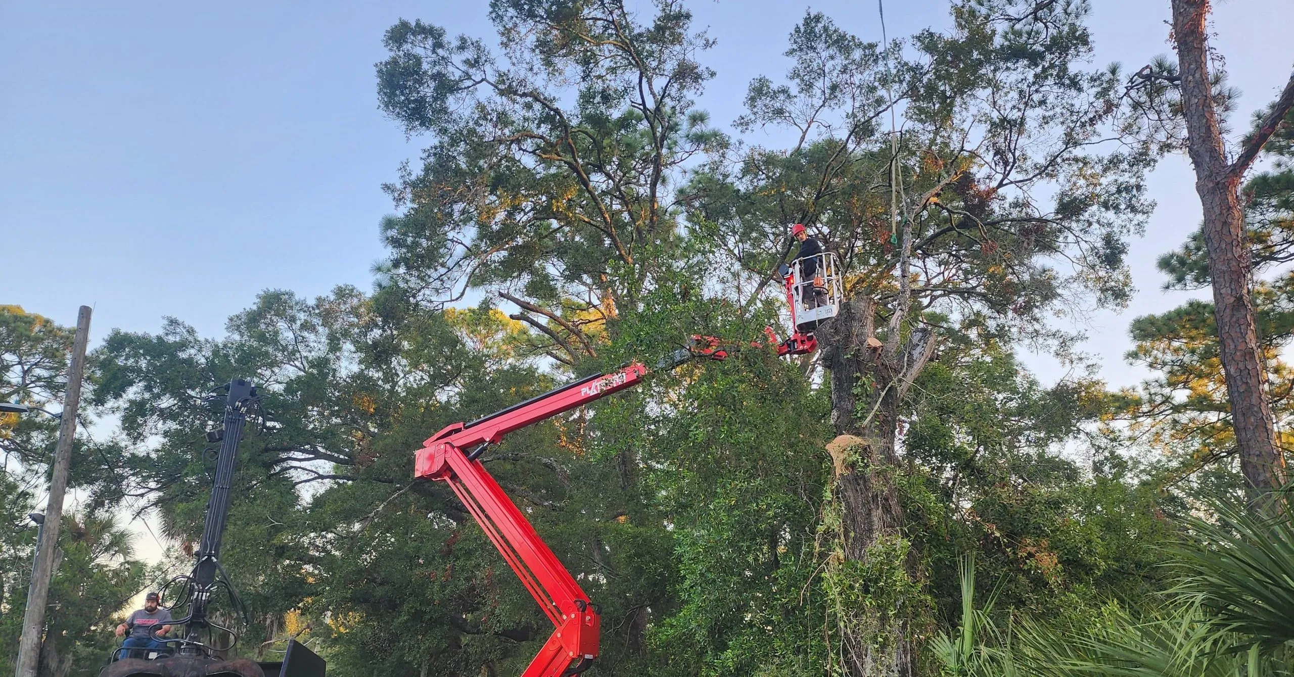 Certified arborist performing tree trimming on a large oak in a Jacksonville, FL neighborhood to improve tree health and safety.