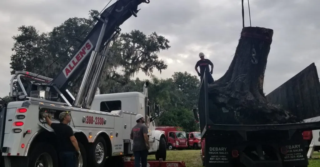 Stump Removal & Grinding
