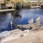 Fallen pine tree near a Florida home after storm