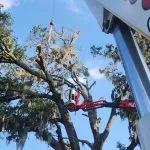 Arborist trimming large limb before hurricane season in St. Johns County