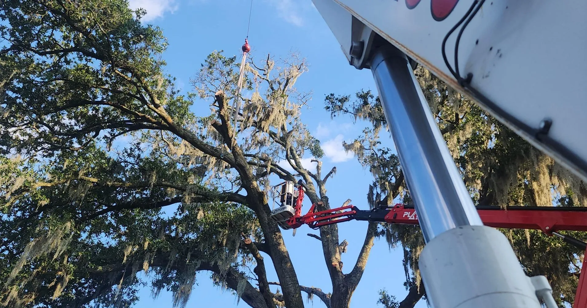 Arborist trimming large limb before hurricane season in St. Johns County