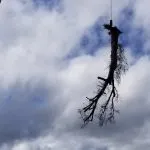 Fallen tree removal service in Jacksonville during storm season