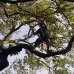 Arborist spraying treatment on a large oak tree in Jacksonville as part of seasonal tree care maintenance