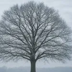 Winter Tree Maintenance Tips from a Jacksonville Tree Care Specialist