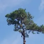 Loblolly Pine in Jacksonville FL