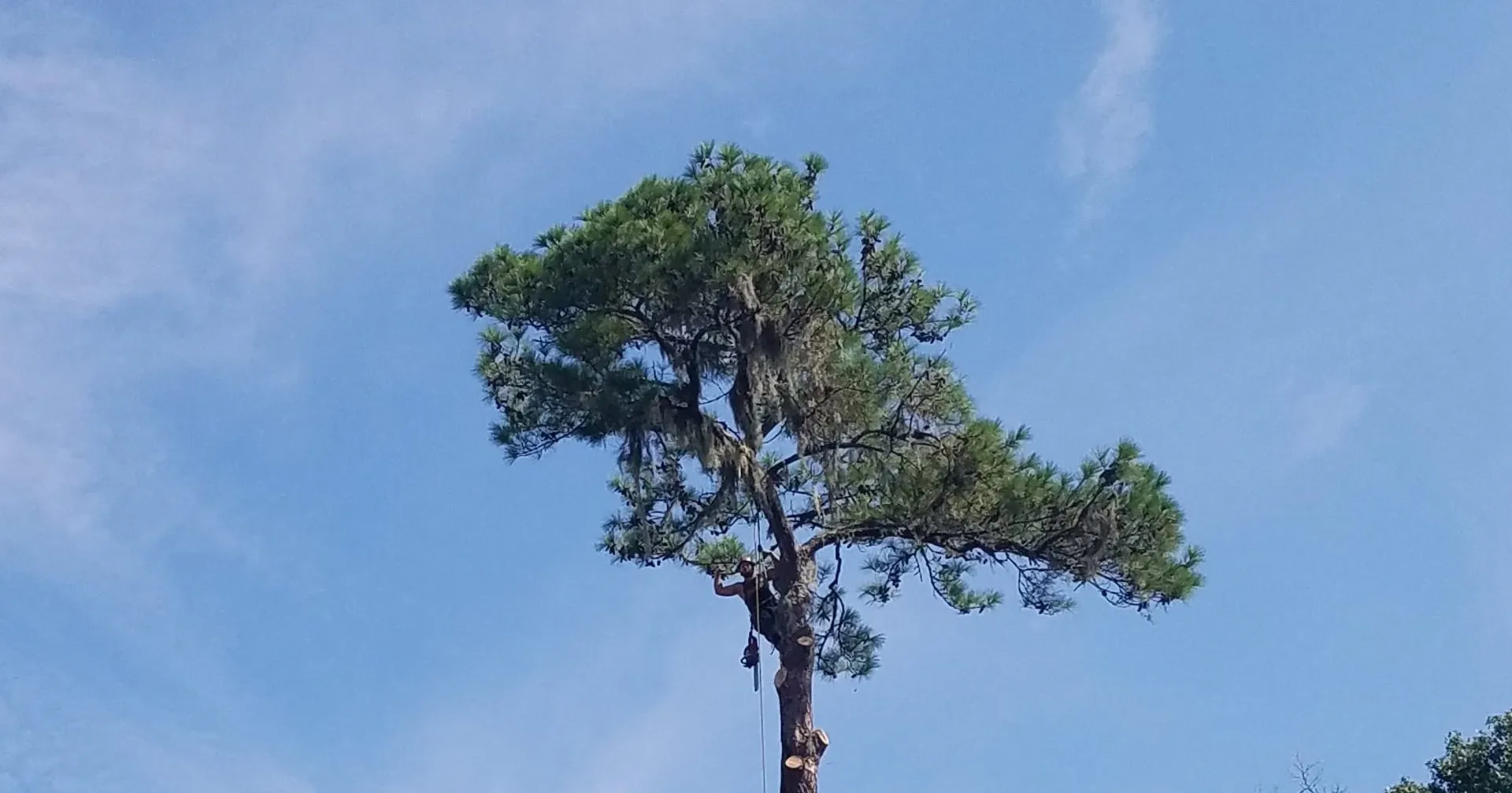 Loblolly Pine in Jacksonville FL