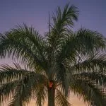 Arborist trimming a palm tree in a Jacksonville yard under clear skies.