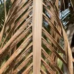 diseased palm tree for lethal bronzing in Northeast Florida