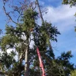 Arborist trimming tree branches before hurricane season in Jacksonville, Florida.