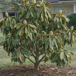Southern Magnolia showing heat stress wilting leaves in Mandarin, Jacksonville, FL yard