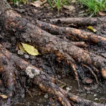 Tree roots showing early signs of root rot caused by overwatering in a Jacksonville yard