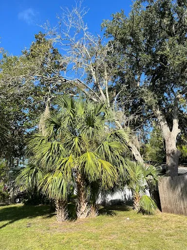 Bushor’s Tree Surgeons completed a controlled tree and overhanging limb removal near a Jacksonville home, safely and with full cleanup.