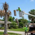 Dead palm tree in Jacksonville requiring professional removal