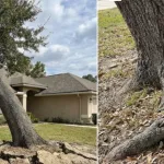 Leaning oak tree near a Jacksonville home showing soil cracks at the base