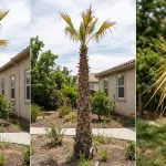 Over-trimmed palm tree with sparse canopy and nutrient deficiency symptoms after excessive pruning