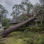 Fallen pine tree after a hurricane in Jacksonville, FL