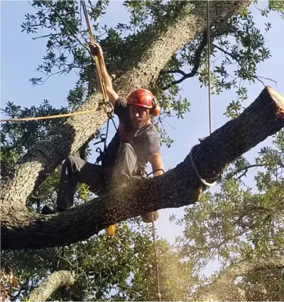 Prescott Tree Services: Unmatched Expertise and Care