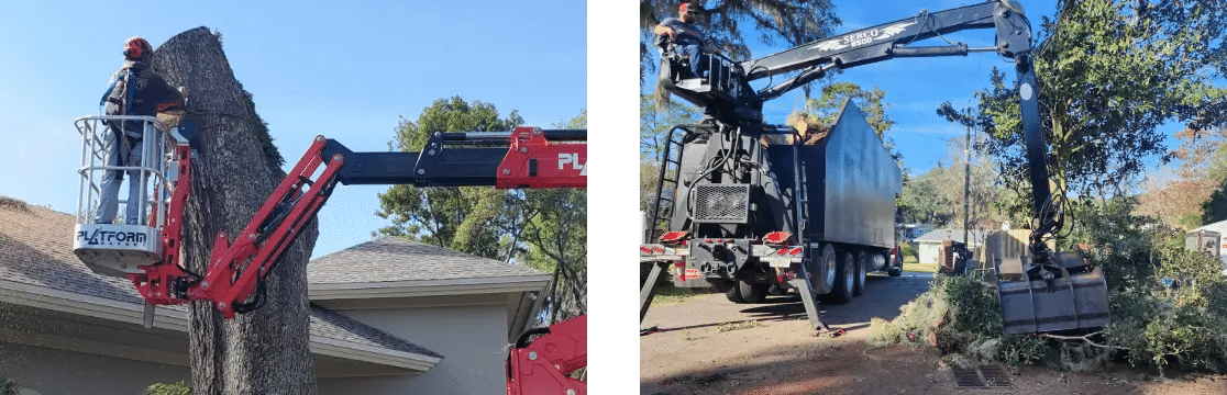 ISA-certified arborist evaluating tree health and root stability on residential property.