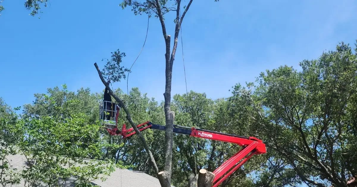 Crew removing a water oak tree in a Jacksonville yard